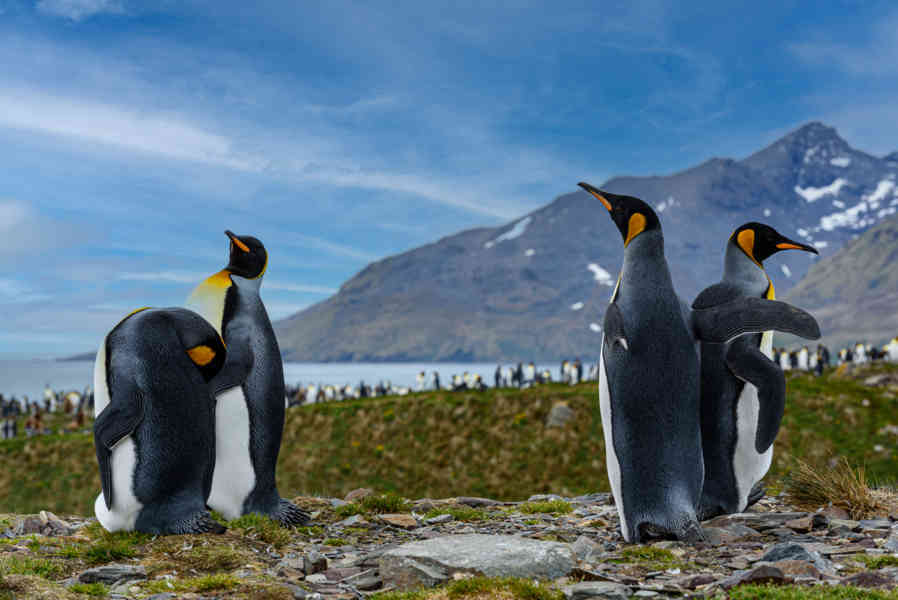 Pingüino Rey - islas Georgias del Sur 065.jpg